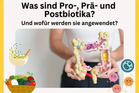 Ein Darmmodell wird gehalten, daneben eine Schüssel mit Essen und ein Korb voller Gemüse. Die Grafik erklärt, was präbiotika und probiotika sind.