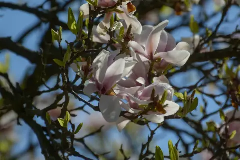 Delikatne kwiaty magnolii, których nie lubi zimno, rozkwitają na tle błękitnego nieba.