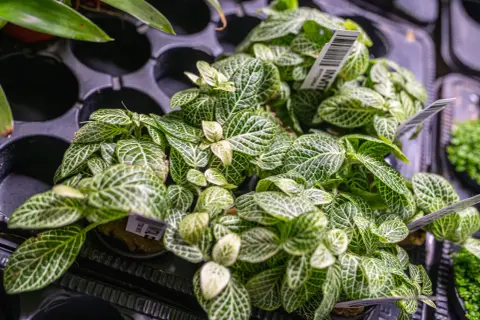 Rośliny do terrarium: przewodnik po wyborze, sadzeniu i bezpieczeństwie