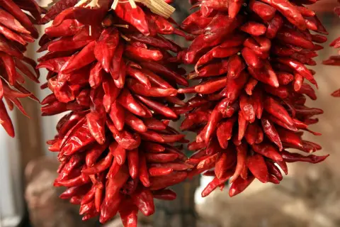 Getrocknete rote Peperoncini hängen in Bündeln. Diese scharfen Chilis, auch Peperoncino genannt, sind ein Muss für würzige Gerichte.