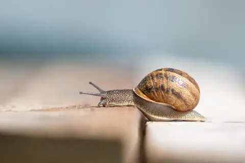 Jak rozmnażają się ślimaki? Hermafrodyty, gody, jaja i cykl życia