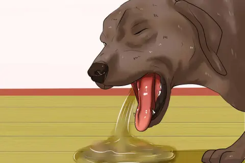 Un perro con la boca abierta y la lengua fuera, vomitando líquido amarillento. Una señal de cómo saber si un perro está deshidratado.