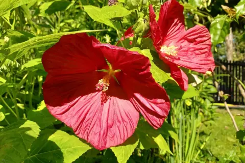 Dwa wielkie, czerwone kwiaty hibiskusa bagiennego kwitną w ogrodzie. Ich uprawa jest prosta, a efekt zachwyca.