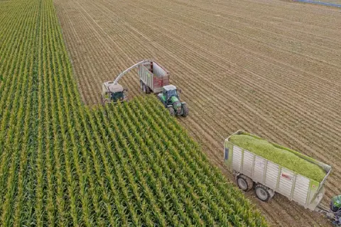 Macchinari agricoli raccolgono mais per fare insilato di erba in un campo.