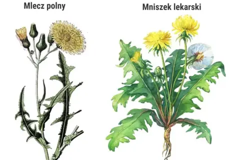Jak odróżnić mniszka lekarskiego od chwastów? Poradnik ogrodnika