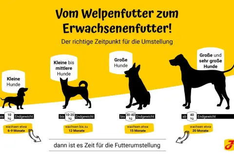 Infografik zeigt, wie lange Welpenfutter für verschiedene Hundegrößen. Kleine Hunde bis 10 kg bis 6-9 Monate, mittlere bis 20 kg bis 12 Monate, große bis 40 kg bis 15 Monate, sehr große über 40 kg bis 20 Monate.