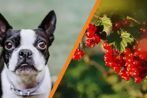 Czy pies może jeść czerwoną porzeczkę? Poznaj fakty i zagrożenia