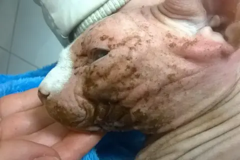 Głowa kota rasy Devon Rex z widocznymi zmianami skórnymi i brązowymi nalotami.