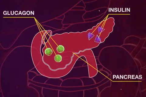 Il pancreas produce insulina e glucagone, ormoni essenziali per regolare la glicemia.