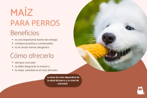 Un perro blanco y esponjoso muerde una mazorca de maíz. El maíz es un cereal beneficioso para perros, aportando energía y nutrientes.