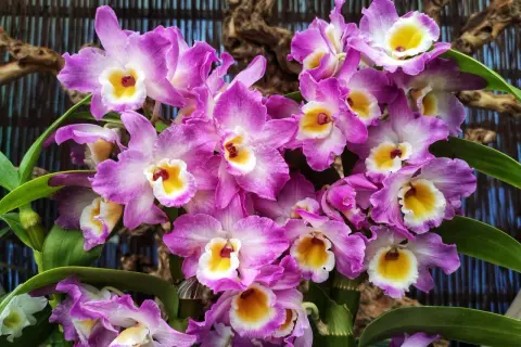 Kwiaty Dendrobium nobile w pełnym rozkwicie, piękny przykład uprawy w domu.