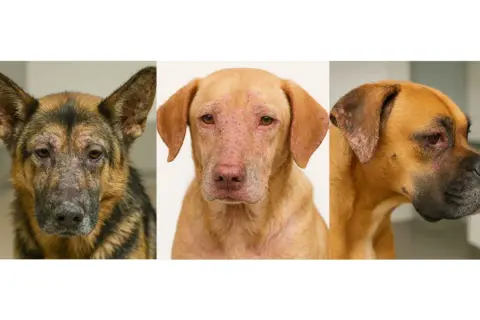 Tres perros con leishmaniasis en la nariz y piel. El pastor alemán muestra lesiones faciales.