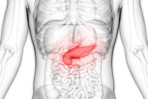 Anatomia człowieka: podświetlona na czerwono trzustka wewnątrz przezroczystego torsu.