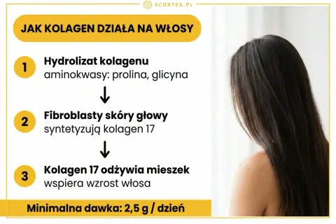Jak kolagen pomaga na włosy: hydrolizat kolagenu odżywia mieszek włosowy, wspierając jego wzrost. Minimalna dawka 2,5 g/dzień.