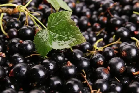 Kiedy jest sezon na porzeczki? Odkryj najlepszy czas na zbiór