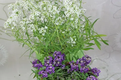 Zwei Töpfe mit Lobularia maritima, gefüllt mit duftenden weißen und violetten Blüten, die einen Hauch von Frühling versprühen.