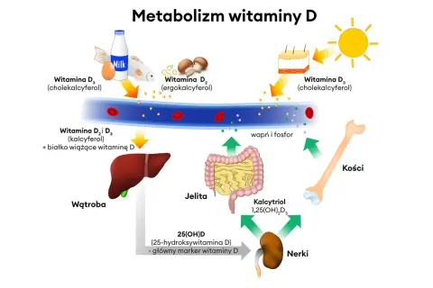 Schemat metabolizmu witaminy D. Niedobór witaminy D może wpływać na wchłanianie wapnia i fosforu, co szkodzi kościom.