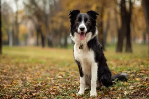 Piękny border collie siedzi na jesiennym tle, z językiem na wierzchu.