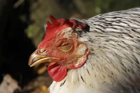 Nahaufnahme eines Huhnkopfes mit roten Kamm und Kehllappen. Das Huhn scheint müde zu sein, vielleicht wegen Kokzidien.