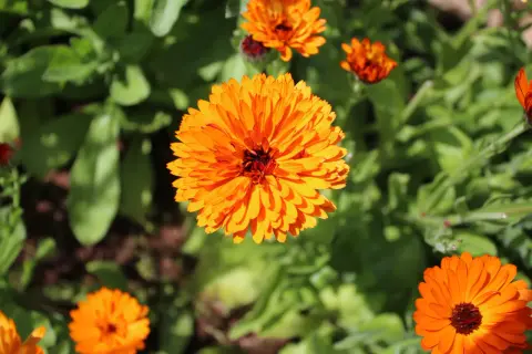 Leuchtend orange Ringelblumen blühen im Sonnenlicht. Ihre Heilwirkung ist bekannt, sie sind ein Symbol für Vitalität.