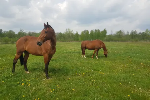 Dwa konie na łące pełnej mniszków lekarskich. Jeden stoi, drugi je. Piękny widok z ośrodka sportów konnych Vidavia.