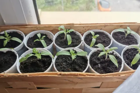 Młode sadzonki pomidorów w plastikowych kubeczkach, gotowe do przesadzenia. Kiedy pikować pomidory? Gdy mają już kilka liści właściwych.