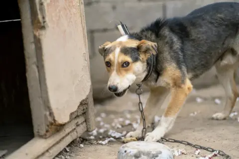 Un chien au pelage tricolore est attaché par une chaîne d'attache pour chien à une niche délabrée.