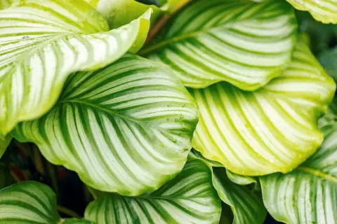 Calathea con striature verdi e bianche, alcune foglie mostrano sfumature gialle e gocce d'acqua.