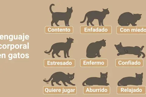 Ilustraciones de gatos mostrando su lenguaje corporal: contento, enfadado, con miedo, estresado, enfermo, confiado, quiere jugar, aburrido y relajado.