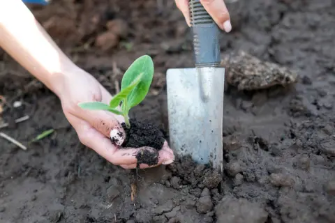 Ręce delikatnie sadzą młodą roślinkę, przygotowując ją do wzrostu. To początek sadzenia ogórków, pełen nadziei na obfite plony.