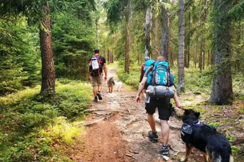 Wanderer mit Rucksäcken und Hunden auf einem Waldweg in einem Berg in Sachsen.