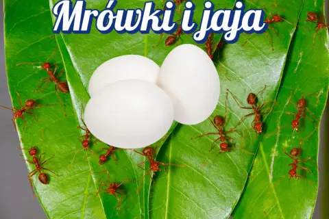 Jak mrówki się rozmnażają - sekrety ich niezwykłych strategii rozmnażania