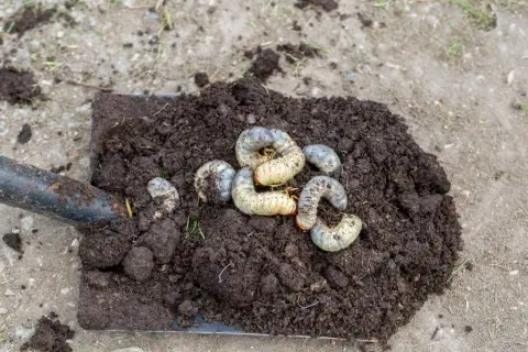 Łopata z ziemią, na której widać larwy chrząszczy, które mogą wymagać oprysku na robaki w ziemi.