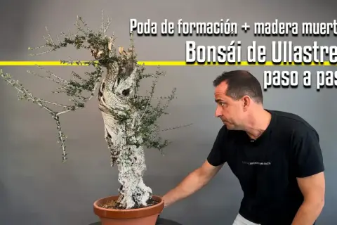 Hombre trabajando en un bonsái de ullastre, mostrando la poda de formación y la madera muerta. La **madera de acebuche** se transforma en arte.
