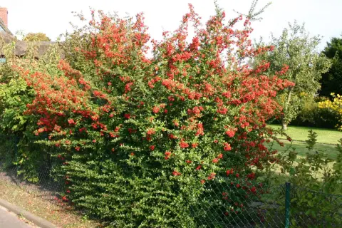 Eine üppige Feuerdorn-Hecke mit leuchtend roten Beeren, die sich entlang eines Zauns erstreckt.