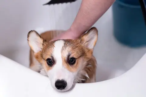 A cute corgi gets a soothing oatmeal bath in a white tub, looking a bit unsure but enjoying the pampering.