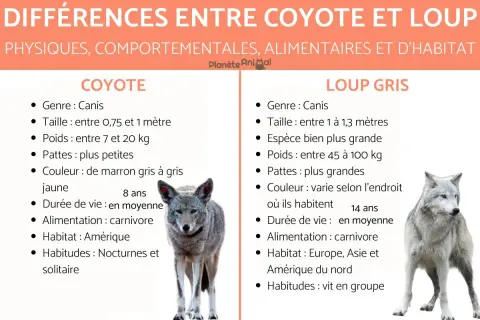 Un coyote, plus petit que le loup gris, est présenté avec ses caractéristiques.
