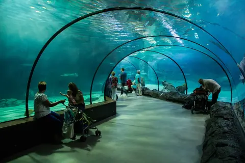 Oceanarium w Holandii: Niezapomniane atrakcje w Rotterdamie i Scheveningen