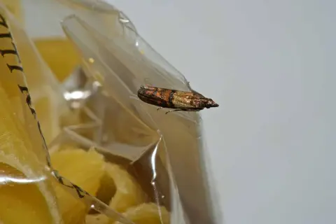 Une mite alimentaire se repose sur un paquet fermé, visiblement attiré par le contenu.