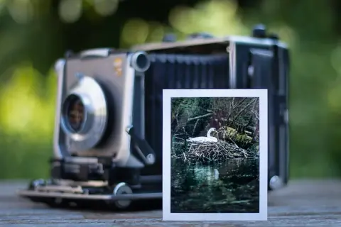 A vintage camera sits on a wooden surface, with a 4x5 print of a swan on its nest in a pond.