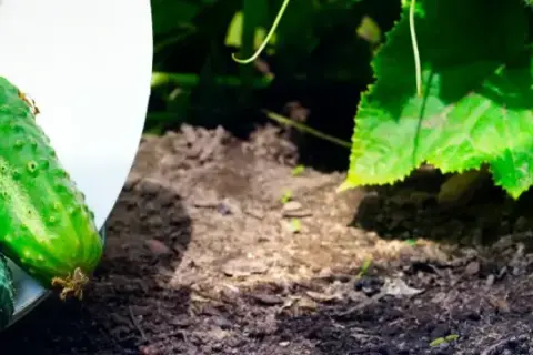 Ogórek gruntowy kiedy siać - najlepszy czas na udane zbiory