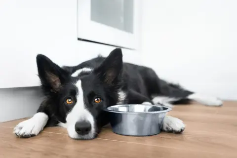 Smutny border collie leży obok pustej miski. Zastanawiasz się, ile waży border collie?
