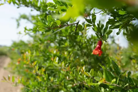 Un bocciolo rosso acceso, segno che quando fiorisce il melograno, la natura si veste di promesse.