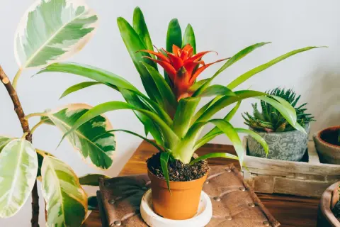 Kwiat bromelii z jaskrawoczerwonym kwiatostanem w doniczce, obok innych roślin.