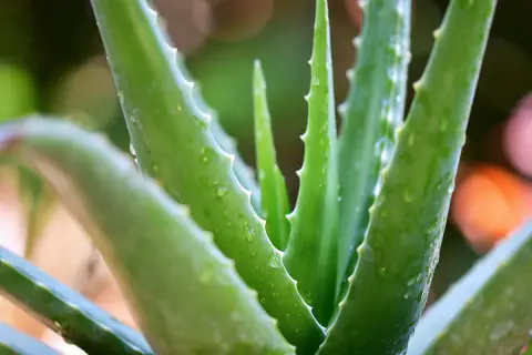 Nahaufnahme von grünen Aloe Vera Blättern mit Wassertropfen. Die Pflanze wirkt frisch und gesund, ein Symbol für aloe vera natur.