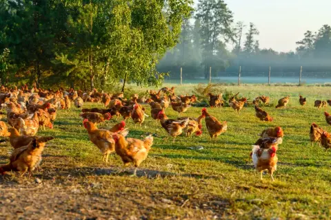 Stado kurczaków na zielonej łące w słoneczny poranek.