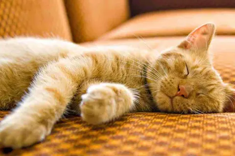 Un gato atigrado naranja duerme plácidamente, quizás soñando con ratones o siestas al sol.