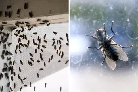 Många flugor inomhus vid ett fönster. Här är husmorstips för att bli av med dem.