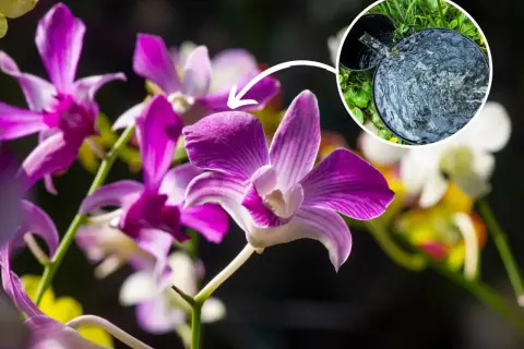 Piękne kwiaty Dendrobium Nobile. Wskazówka: podlewanie w domu jest kluczowe dla ich uprawy.