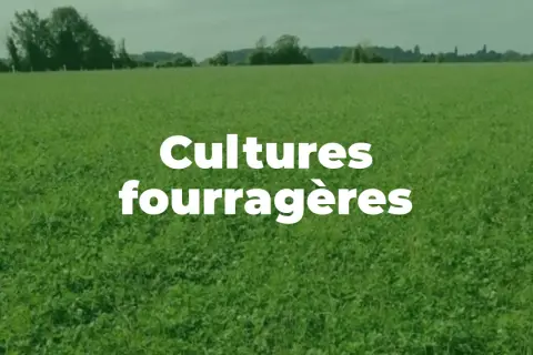 Vaste champ de plante fourragère verte sous un ciel couvert. Texte blanc "Cultures fourragères" superposé.
